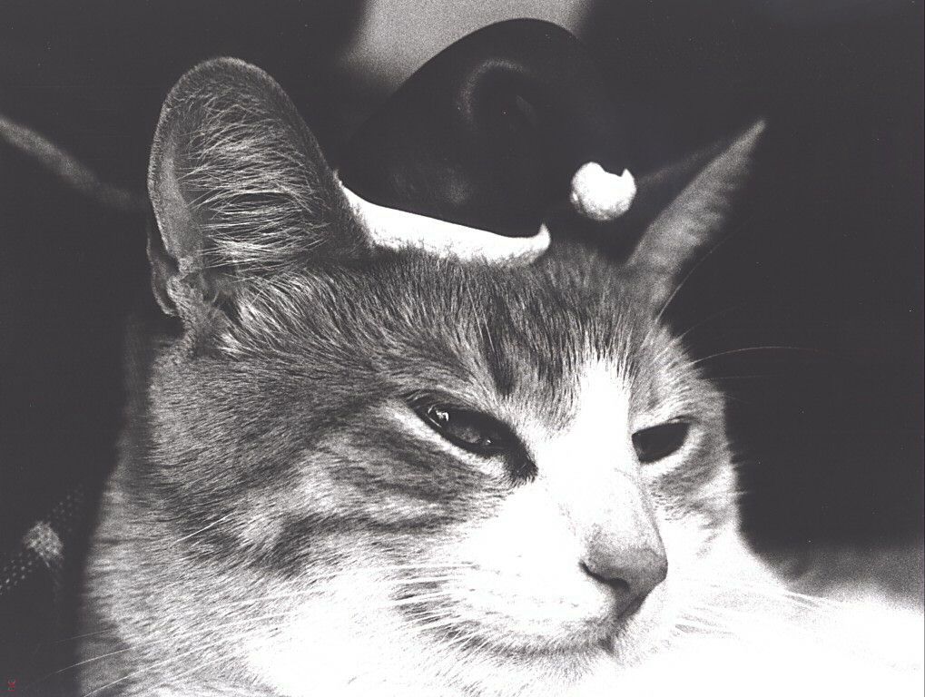 Gatti (291)